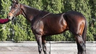 「GI級のパフォーマンスを見せてくれると思う」 同厩のプログノーシスを彷彿とさせる期待馬が日経新春杯に参戦