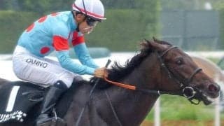 昨夏未勝利戦をレコードV 快足アメリカンファラオ産駒が帰国初戦で芝に挑戦