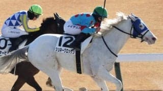 重賞6勝メイケイエールのいとこ 白毛の良血馬が待望の初勝利を狙う