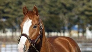 英愛仏で計7勝を挙げたパールシークレット 種牡馬生活送るアロースタッドに到着