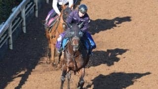 ヤマニンウルスなど、先週の入厩情報/栗東トレセンニュース