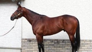 例えるなら“F1カー” AJCCに出走する体つき目立つ一頭とは