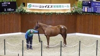 祖母はオークス2着馬のJRA・2勝馬シャウビンダーが最高額 2025冬季繁殖馬セール開催