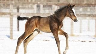 イクイノックスの初年度産駒が各地で産声