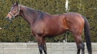 「昨年2着を超える結果がイメージできる」 絶品の仕上がり誇る根岸S出走馬