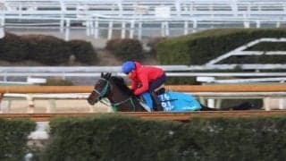 プラダリア、京都記念2週前追い切り速報/栗東トレセンニュース