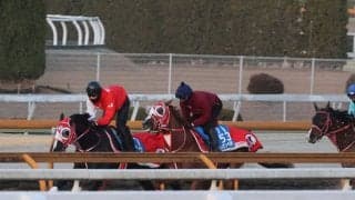 シンエンペラー、ネオムターフC追い切り速報/栗東トレセンニュース