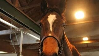 【JRA新馬戦】ラヴズオンリーユー・リアルスティールの妹アクチノータスなどがデビュー