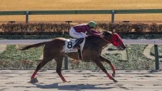 【東京4R】単勝1.7倍 へニーガイストが2勝目