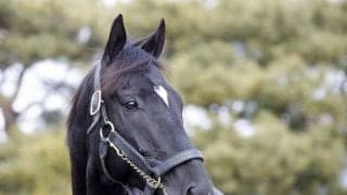 種牡馬デビュー控えるブラックブロッサムなどが元気な姿見せる 種牡馬展示会