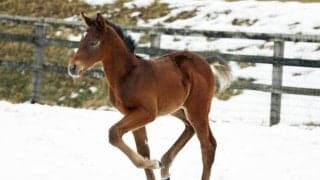 パンサラッサの初年度産駒が桑田牧場で誕生「父親に似ているような」