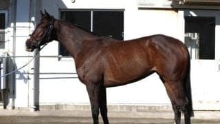 レシステンシアやナミュールと重なる成長具合 東京新聞杯で初タイトルに期待したい一頭