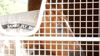 名種牡馬フレンチデピュティ33歳で死す クロフネやレジネッタなどを輩出