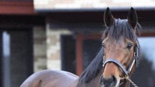 新種牡馬ジャスティンミラノなどお披露目 ブリーダーズSSで種牡馬展示会