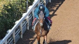 ネブラディスク、共同通信杯1週前追い切り速報/栗東トレセンニュース