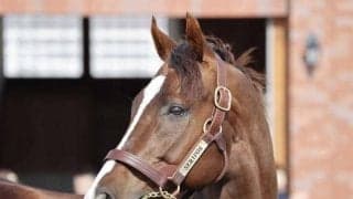 セリフォスら種牡馬29頭がお披露目 優駿SSで展示会