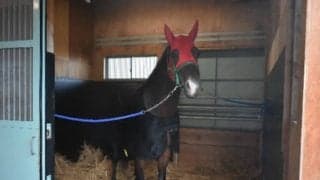 サウジ遠征のイグナイター 輸出検査のため地方競馬教養センターに入厩