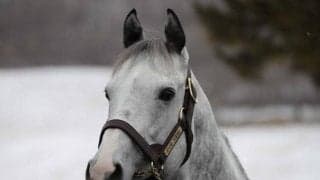 リュウノユキナやパンサラッサなど アロースタッドで種牡馬展示会が開催