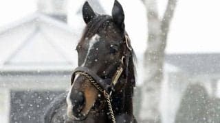 タイトルホルダーらに熱い視線 レックススタッド種牡馬展示会が開催