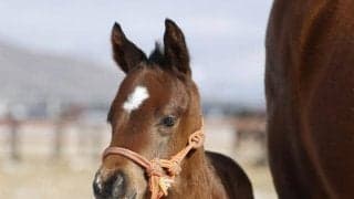 カフェファラオの初年度産駒が各地で産声 22年の最優秀ダートホース