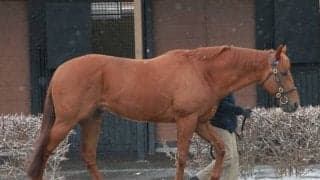 種牡馬展示会「ダーレー・オープンハウス」が開催 今年から仲間入りしたレモンポップが登場