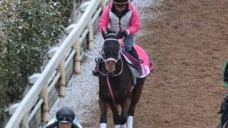 ビップデイジーなど、先週の入厩情報/栗東トレセンニュース