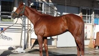 父トーセンラーと骨格が瓜二つ 共同通信杯で「本命に推すにふさわしい逸材」とは