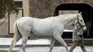 ゴールドシップなど6頭登場 ビッグレッドファーム種牡馬展示会