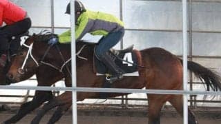 ベンバトルの初年度産駒4頭がビッグレッドファームで公開調教 シェーロドラートが4F51.6秒の好タイム記録