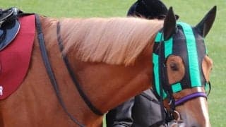 京都芝はパワー重視で 京都記念は昨年3着馬が穴候補