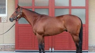 イクイノックス級の光沢感＆レモンポップと共通する筋肉の張り 抜群の状態でフェブラリーSに挑む一頭とは