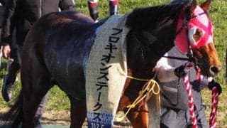 スズカコーズウェイ産駒初のGI制覇なるか プロキオンS覇者がフェブラリーSに参戦