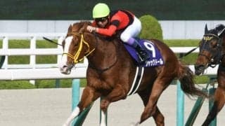 GI馬ジャックドールの種付け料は100万円 けい養先がホームページで発表