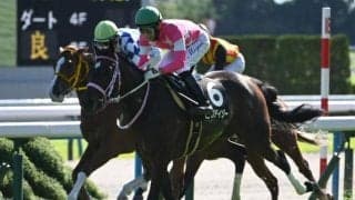 【チューリップ賞想定馬・騎手】ビップデイジー、ナムラクララなど17頭