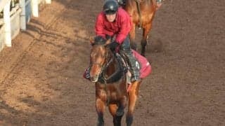 セイフウサツキなど、先週の入厩情報/栗東トレセンニュース