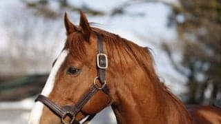 現役引退のジャックドール 種牡馬生活送るレックススタッドに到着