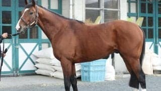 末脚の持続力は“現役屈指” 馬体派記者が「レース適性は最上位」と語った中山記念出走馬とは