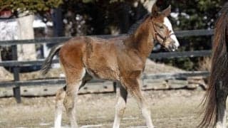 シャープアステカの本邦初年度産駒が各地で誕生