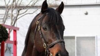 日本軽種馬協会七戸種馬場で「合同種牡馬展示会」 JpnI馬サブノジュニアなど登場