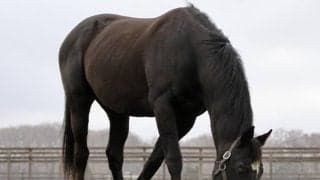 ロージズインメイが25歳で死す ビッグレッドファームが発表 