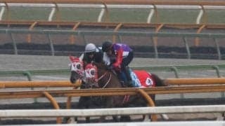 キングスコール、スプリングS1週前追い切り速報/栗東トレセンニュース