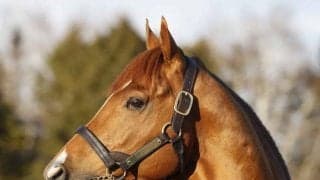 凱旋門賞馬ソットサスが日本軽種馬協会静内種馬場に到着 3月中旬には供用開始