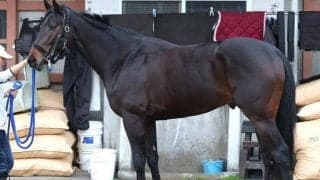 シックスペンスやウインブライトと重なるシルエット 馬体派記者が「スプリングSにぴったりな馬体」と評した一頭とは
