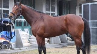 前走から馬体が劇的進化！ 先のGI初制覇も期待できる阪神大賞典出走馬とは