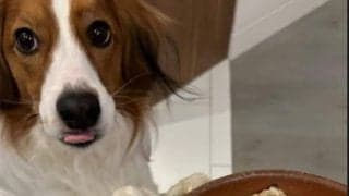 大谷翔平、愛犬デコピンの食事タイムを公開　由伸製作の陶器で“ご満悦”