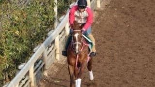 チェッキーノの2023(チェルヴァーラ)など、先週の入厩情報/栗東トレセンニュース