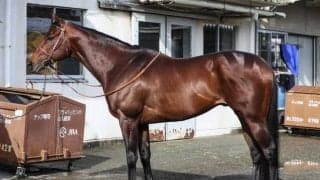 馬体派記者が「負けるシーンが想像しづらい」と絶賛 本格化の兆し見せる高松宮記念出走馬とは