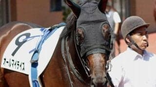 名牝シーザリオの孫 1年7か月ぶり実戦で連勝狙う