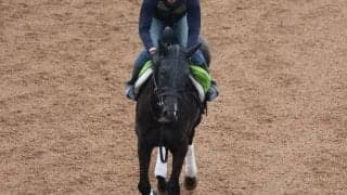 インディアマントゥアナの2023(ウンナターシャ)など、先週の入厩情報/栗東トレセンニュース