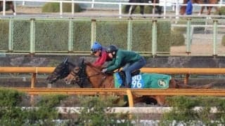 アルマヴェローチェ、桜花賞1週前追い切り速報/栗東トレセンニュース